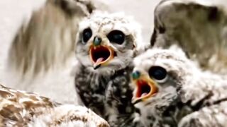 kind hearted man rescues poor unconscious mother owl on the road side ????#foryou #foryoupage❤️❤️ #uktiktok #animal