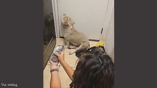 Animal pet bird dog cat funny viral video