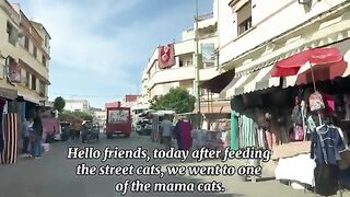 Trying to rescue a mama cat with 3 kittens, 3 days old || Episode 2