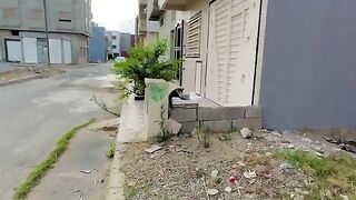 The stray cat was very friendly and not like her shy brother.