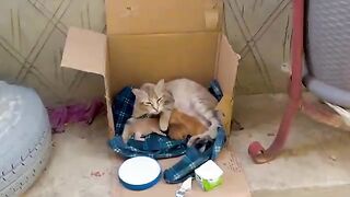 Beautiful homeless mama cat gave birth to her kittens in half a paper box. Episode 1