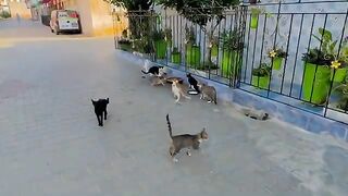 Hungry stray cats gathered around leftover food on a plate in the street.