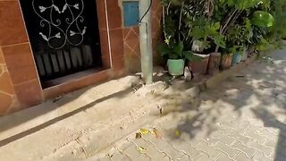 A cat with beautiful eyes appeared from the grass when her kitten hid.
