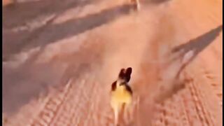 Road Runner beep beep