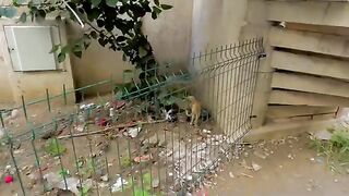 A mama cat who is good at jumping teaches her kittens how to do so.