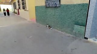 This kitten knows that if she follows her mother, she will get food.