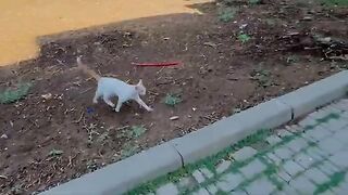 The cute stray cat wants all the love and is jealous even of her own kitten.