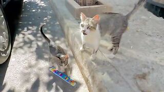 The cat has not yet had the opportunity to be adopted like the rest of his siblings.