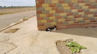 The cute stray cat meows at the camera every time he turns to him.