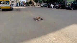 Teenage ginger kittens go to my car to smell food.