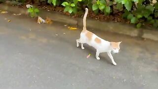 Kittens living with big cats tell me with their gentle meows that they are hungry.
