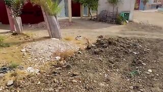 The adult cat had no problem sharing food but had problems sharing love.