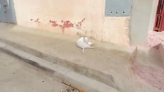 A cute white stray cat, although she was initially shy.