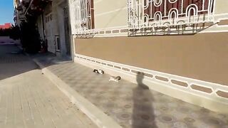 The stray cat, with its strong meow, told all the cats in the area to gather.