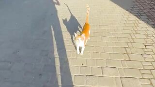 The cute stray cat was looking for her friends with us.