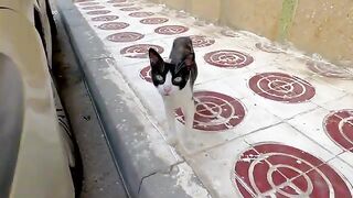 The calico kitten asked us to play with her too.