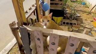 Cute and very friendly ginger cat.