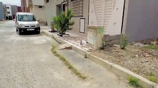 We met 3 stray cats who became new friends.