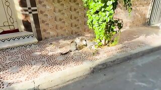 This kitten is trying to learn from her mother how to ask us for food.