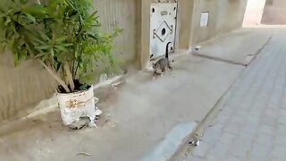 Stray tiger cat is very cute with a sweet little meow.
