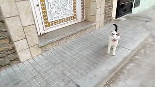 Red-collar cat is very shy, unlike his friend Snow White.