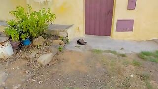 The incredibly cute stray cat was asking me for food.