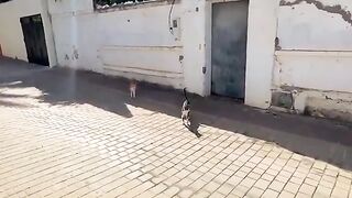 Talkative couple cats jumping on camera all the time.