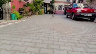 The affectionate cat was cute and happy to see us.