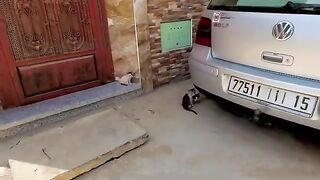Poor mama cat has shy kittens.