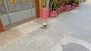The kitten was amazed, because she had never been hugged by humans before.