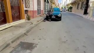 The shy cat was curious.