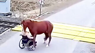 How the horse saved its master's life?