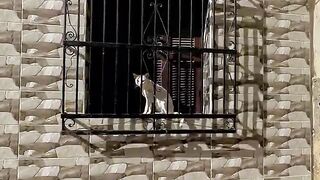The white cat bit me gently because he was a little scared.