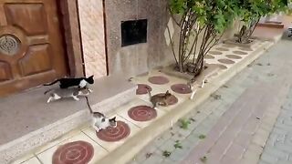 Cute Creatures || The love that binds us to her drives us every day to help her.