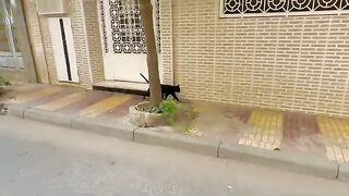 he food was delayed, so the stray cat got angry and started hitting us.