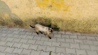 The Siamese cat that roams the street is very friendly.
