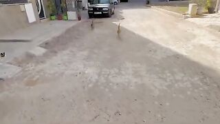 The stray cats who came to us from all directions know that we have food for them.