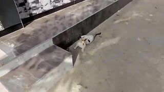A beautiful calico cat guarding its prey that it has caught.