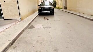 Cute stray cats with cute faces.