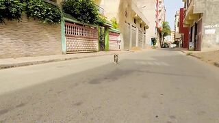 The cute stray tiger cat is trying to find the source of the food smell.