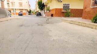The stray cats that run with meows of happiness towards us have wonderful eyes.