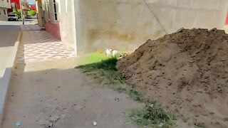 The handsome calico cat is busy eating green grass.