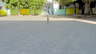 The cute stray cat is standing on two legs and holding my hand to pet her.