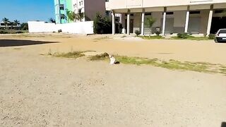 The cute stray cat thanks me for giving him delicious food.