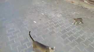 The tabby cat got angry and hit me when the food was late for her kittens.
