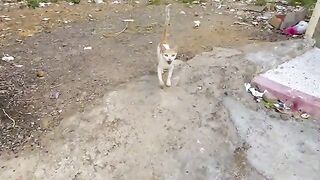 Mama the cat was sharing some leftover chicken with her shy kittens.