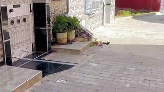 Mama Cat had 6 shy kittens but she was very hungry.