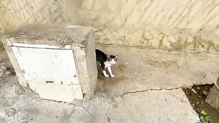 The stray cat who wouldn't stop looking at me was cute and his girlfriend.