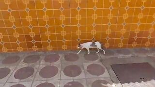 The stray cat was very happy to see me.
