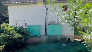 The garden cat wants to tell me she has a dull ache in her back leg.